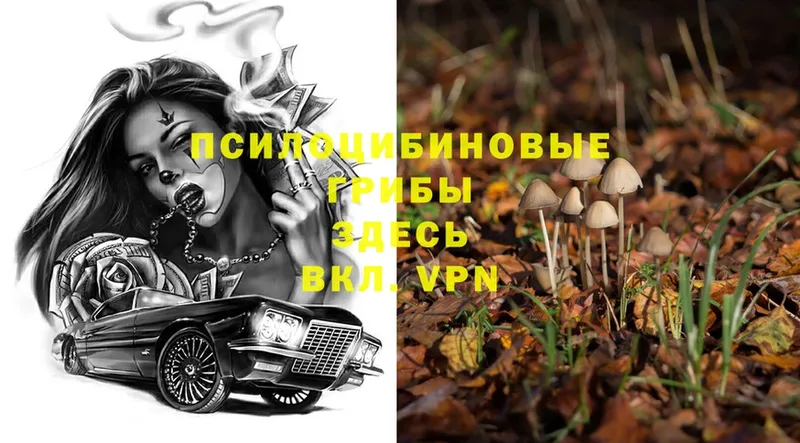 Галлюциногенные грибы Psilocybe  как найти   Новочебоксарск 